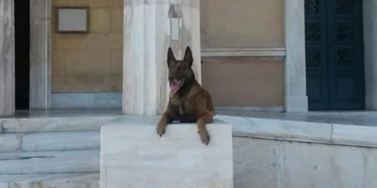 Το «αντίο» της αστυνομίας στον Άρη: Τον σκύλο που έβρισκε εκρηκτικά